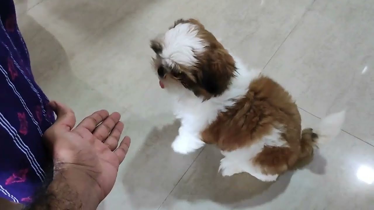 Royal Canin Milk Powder for Shih Tzu