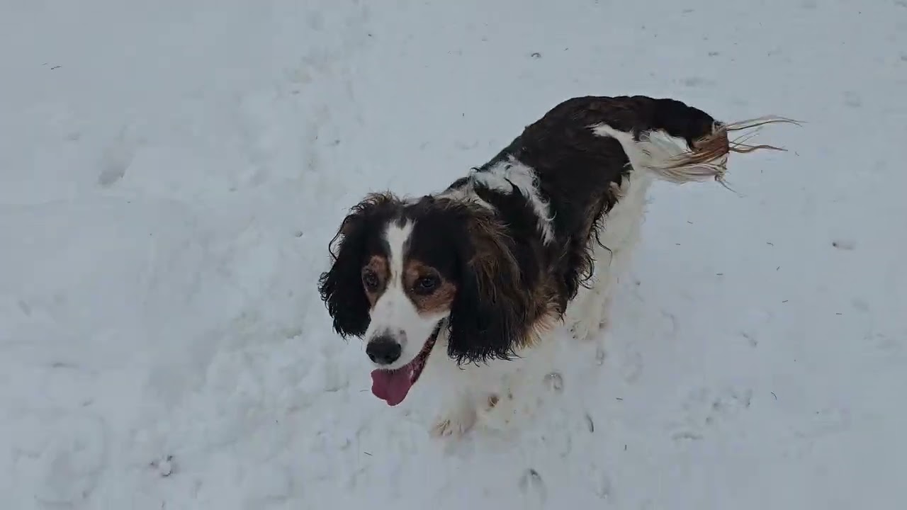 Is the parcel for us? Having a spaniel  escort to the gate. and spaniels taking snow baths.