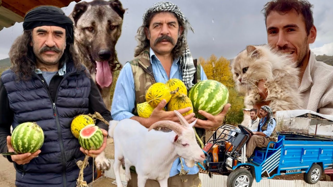 YENİ KEÇİLER ALDIK / KONYADAN HASAN AY KÖPEĞİ İLE GELDİ / 1700 RAKIMDA DURAN PALA DAYI VE KARDEŞLERİ