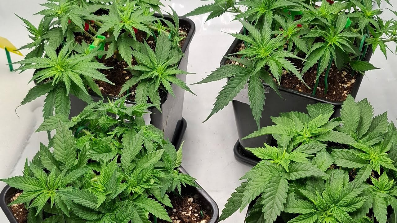 #indoor #buttercreamgelato #strawberrycookie #Jackherer #gorillacookie Plan &Auml;nderung !