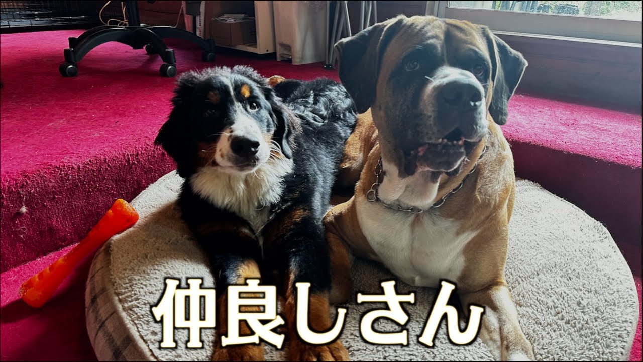 仲良しロイとレン♪