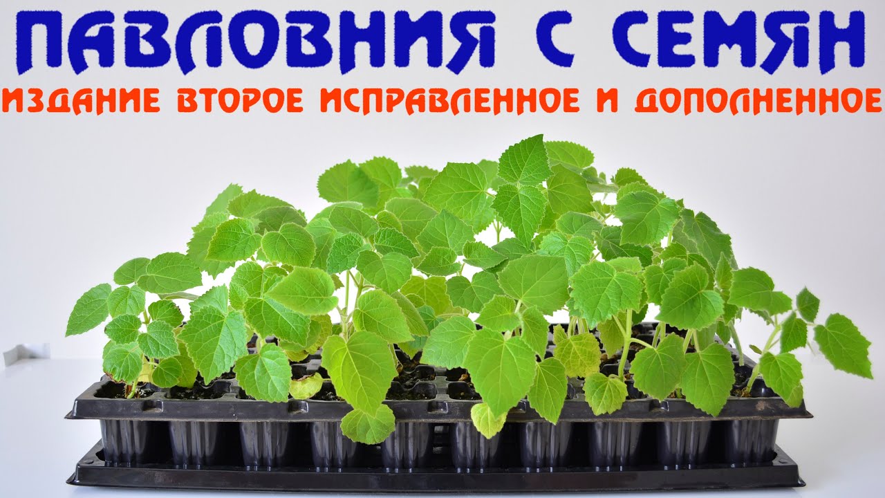 Павловния с семян.  Рекомендации по проращиванию. Личный опыт.