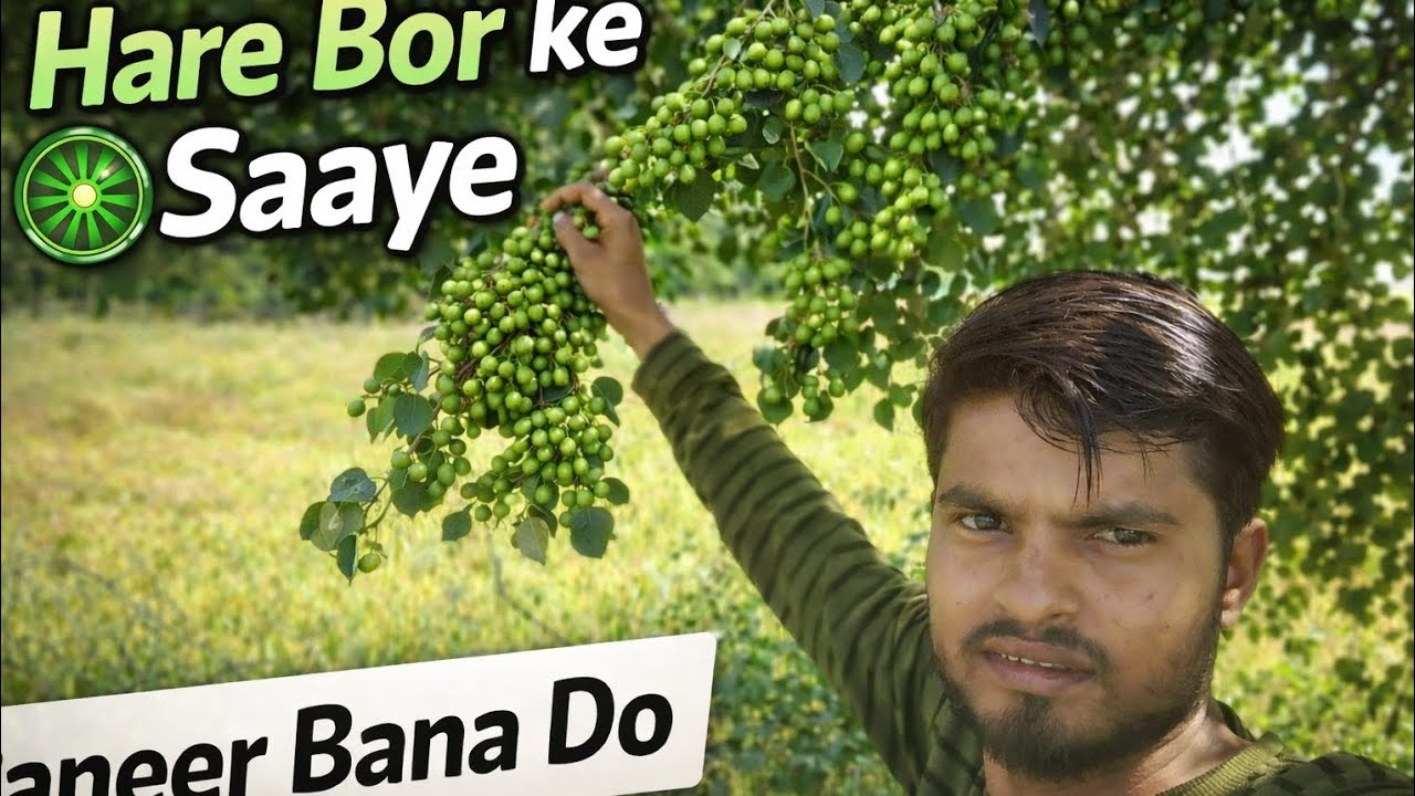 “Hare Bor Ke Saaye Mein Desi Maza 🌿 | Gaon Vlog 2️⃣ Itne Saare Hare Bor! 😲 Full Village Experience