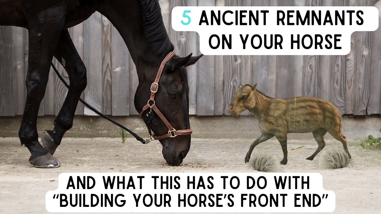 5 Evolutionary Remnants Every Horse Person Should Know (Especially #5)