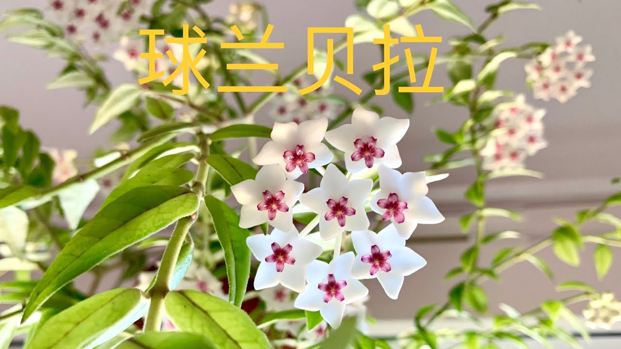 球蘭貝拉 Hoya Bella