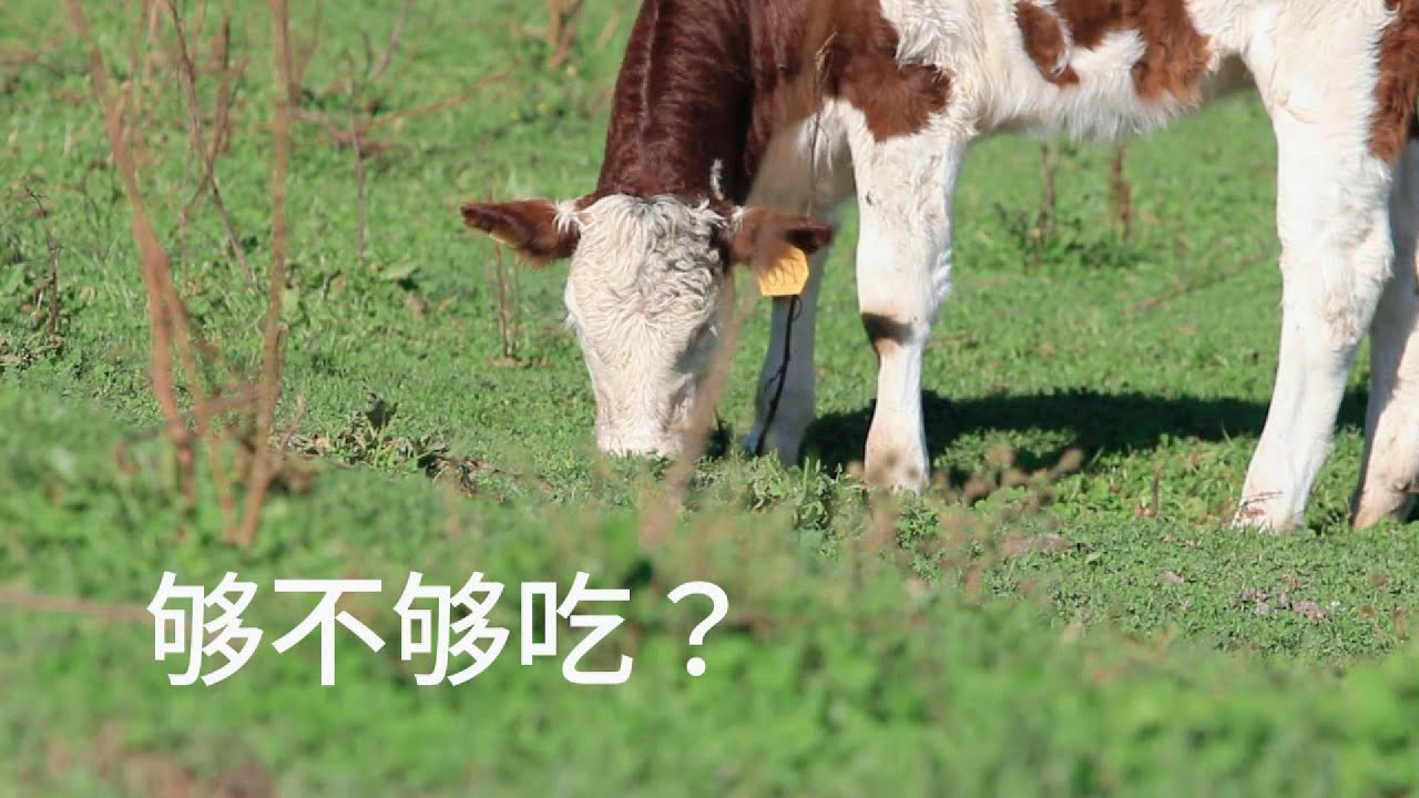 马来西亚人最爱吃什么肉？畜牧渔业一看就懂！