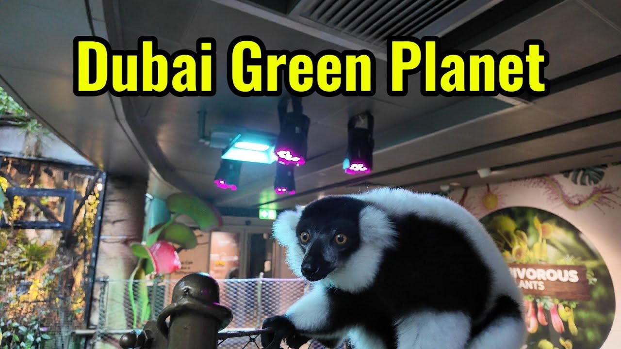 Green Planet Dubai I Unveiling the Rainforest Experience I Walking Tour