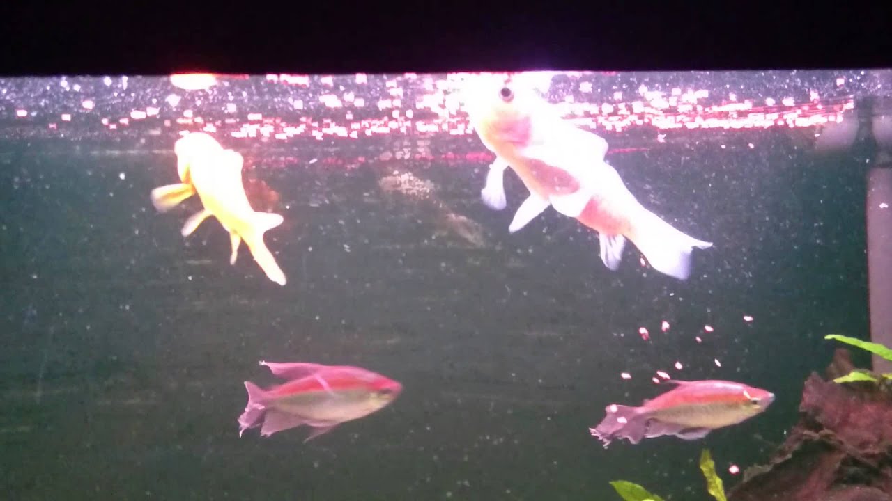 279. Fluval 240 update