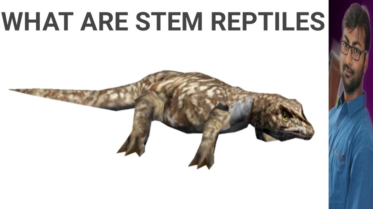 STEM REPTILES