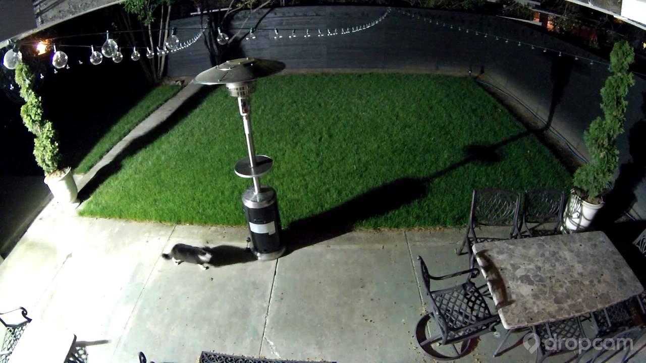 Motion activated sprinkler scares cat