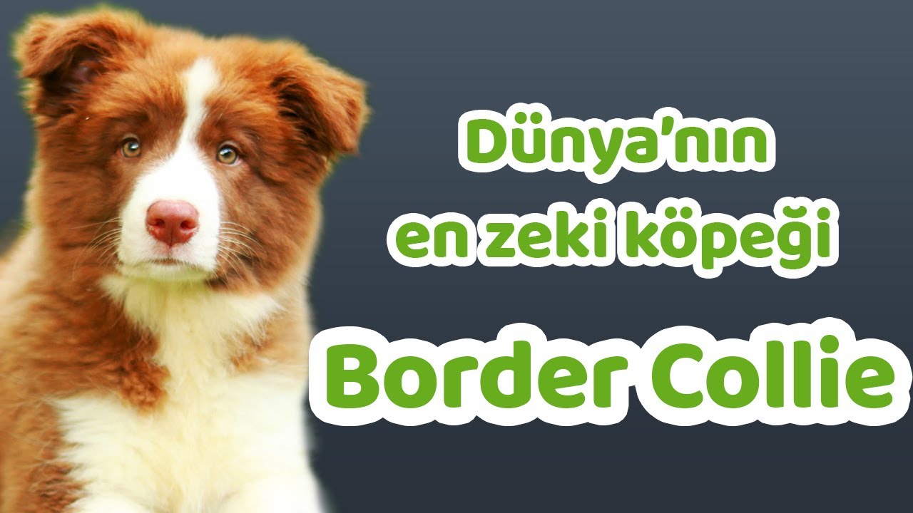 Border Collie Karakteri, Eğitilebilirlik Durumu, Yaşam Koşulları, Çocuklarla İletişimi, Bakımı