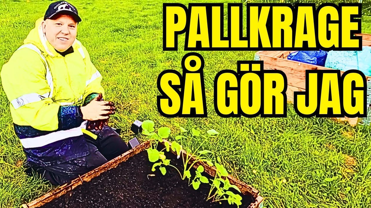 DAGS ATT ODLA I PALLKRAGE – FÖLJ MED STEG FÖR STEG!