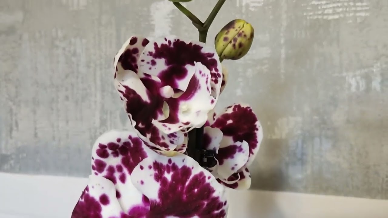 Новинки!🌺Phal.Sparkling Kiss,Phal.Tying Shin Galaxy🌺🌺🌿