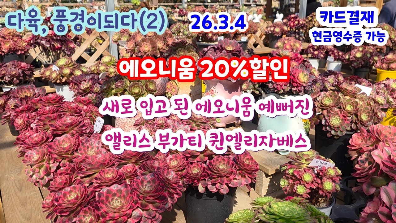 다육풍경이되다(2) 예쁜 에오니움 20%할인 핑크걸 퀸엘리자베스 #부가티