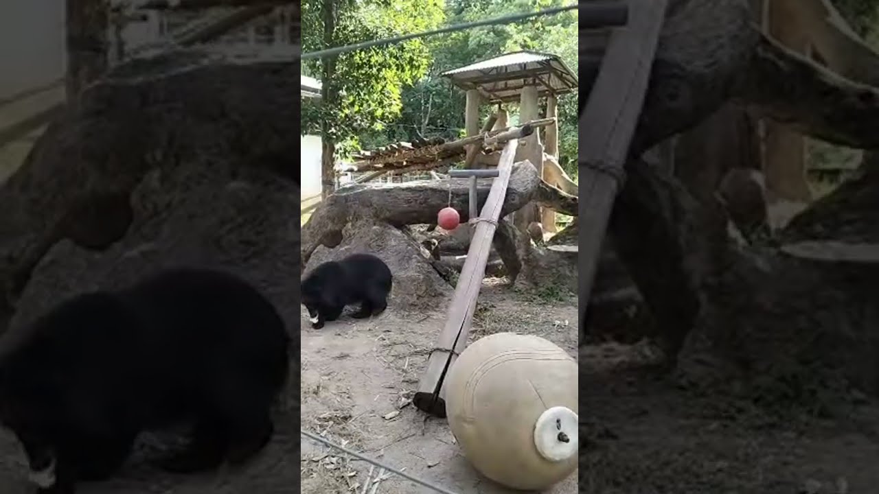 welcome back to live video from #cambodiabearsanctuary at Bear H3 with Cookie, Angel, Yang and CR221