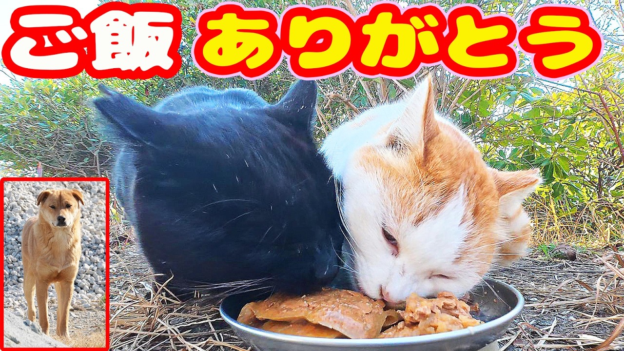 田舎の公園で生きる猫軍団にご飯をあげると・・・ さくらねこたちへのエサやり【視聴だけでも猫たちを助けることになります】支援者様 視聴者様 猫たちに神のご加護を！野良猫の感動猫動画