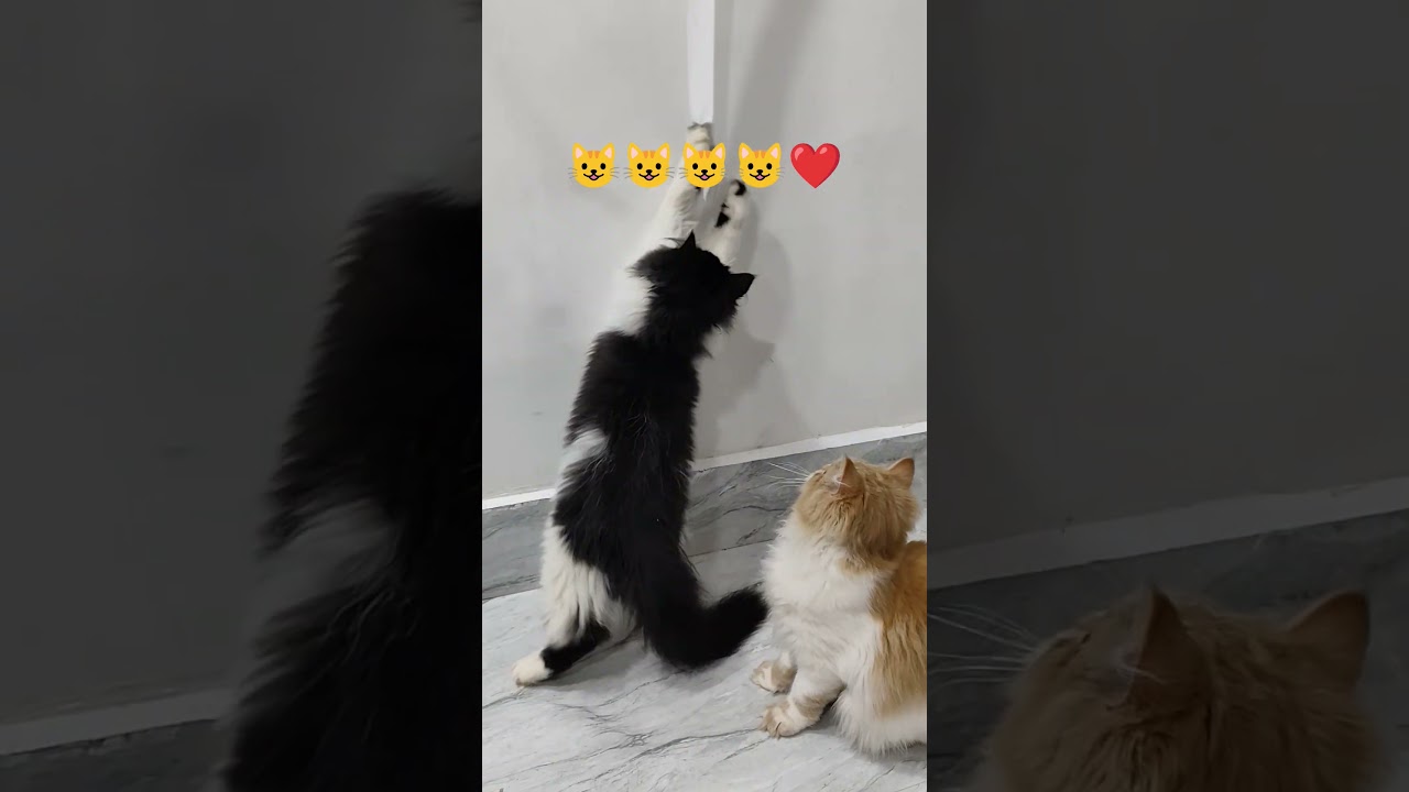 cartoon cats ki shararat ❤️