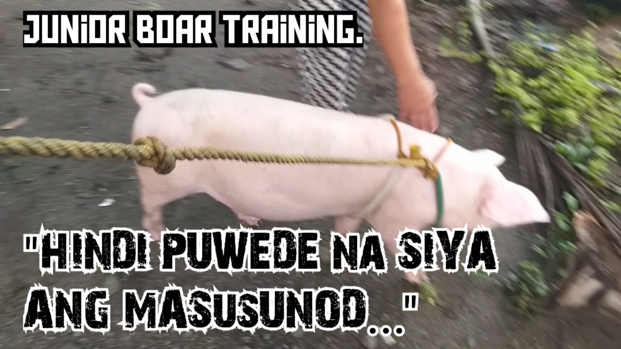 Pagsasanay para mapasunod ang batang barako (Jr. Boar Training P4).