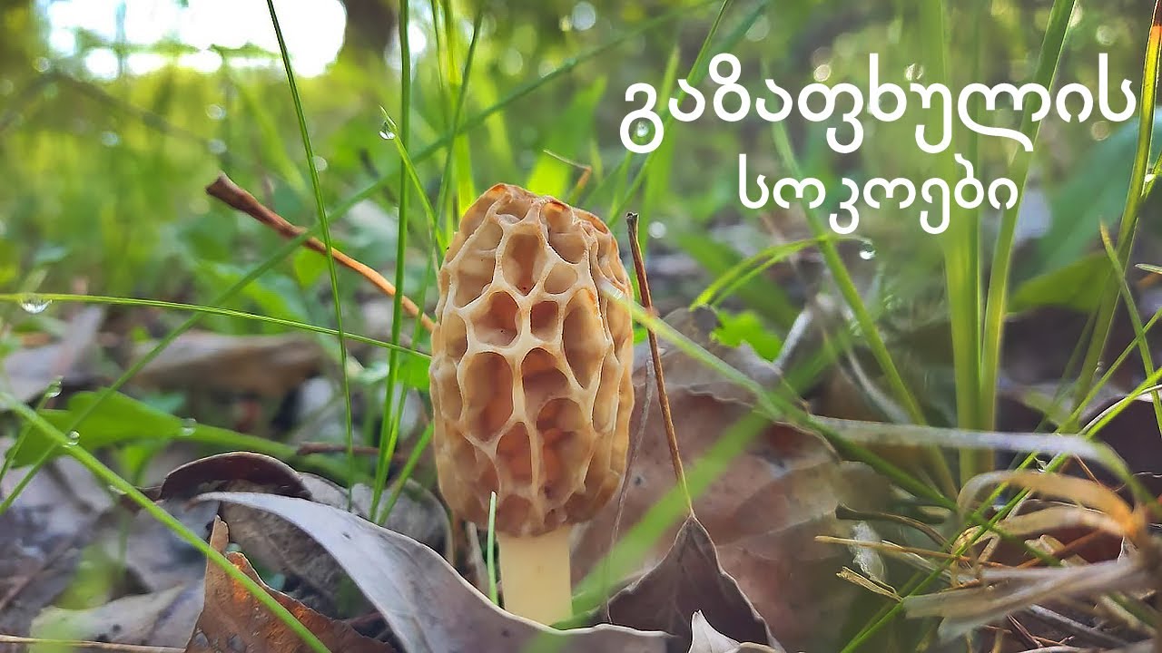 გაზაფხულის სოკოები - Spring Mushrooms