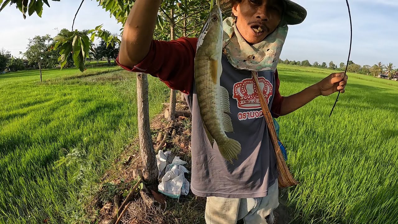 ไปยามเบ็ดตอนเช้า.... ใส่เบ็ดในทุ่งนา  เลาะหาเก็บผัก หาอยู่หากินแบบ วิถีอีสาน