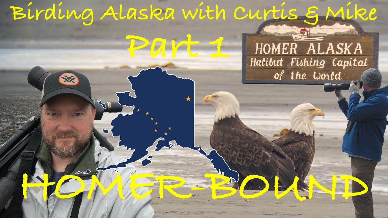 Birding Alaska with Curtis & Mike - Part 1:  Homer-Bound