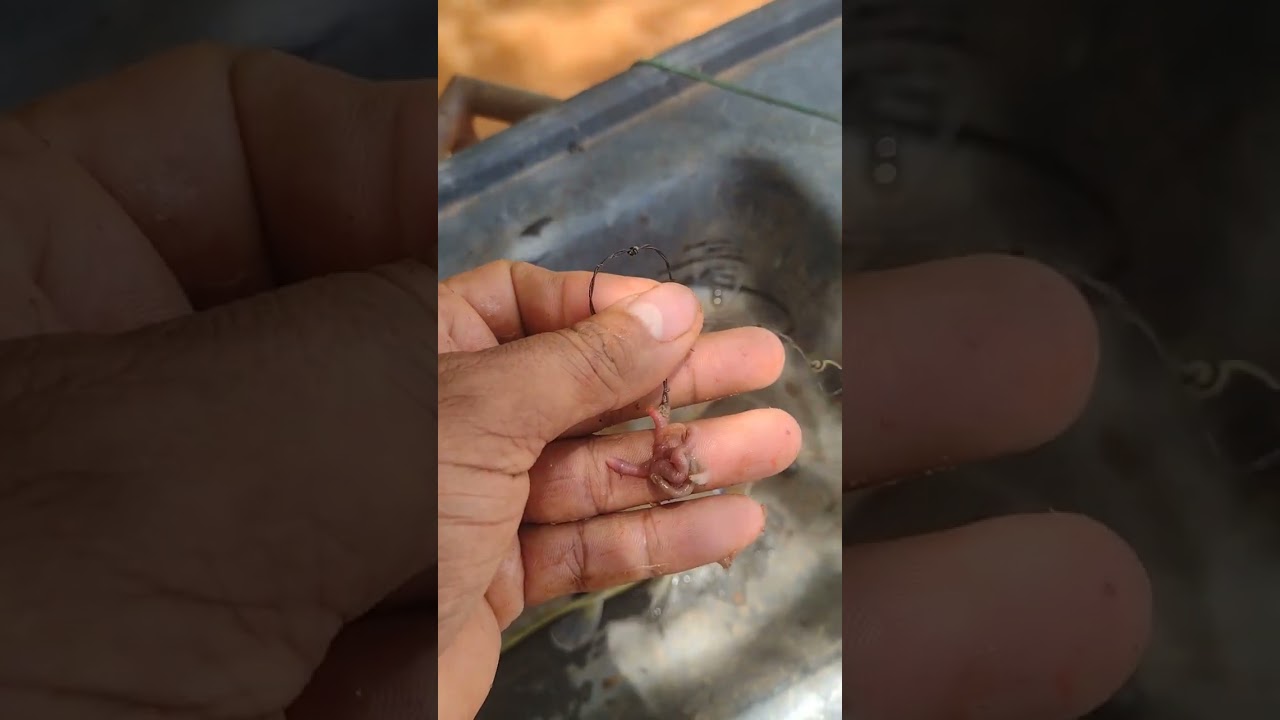 esse e jeito infal&iacute;vel correto de colocar minhocas no anzol pra pega muito peixe de couro  jiripoca