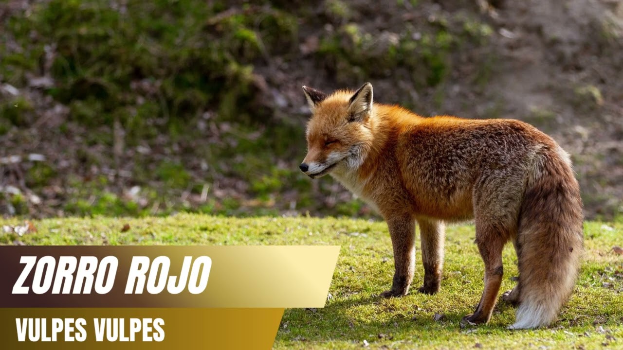 Chilla del Zorro Rojo (Vulpes vulpes) 🦊🌙