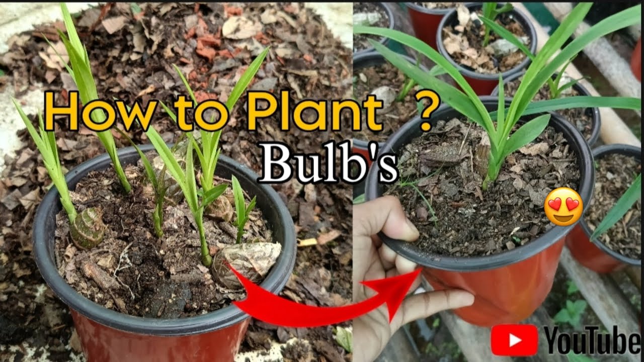 ✅How to plant an orchid bulb? #cymbidium #orchid