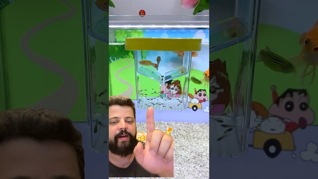 REPRODU&Ccedil;&Atilde;O DE GUPPY