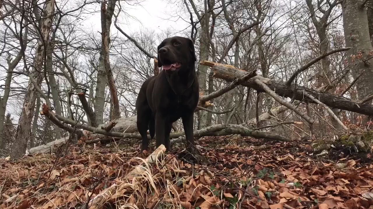 Jungingen &bull; Burladingen