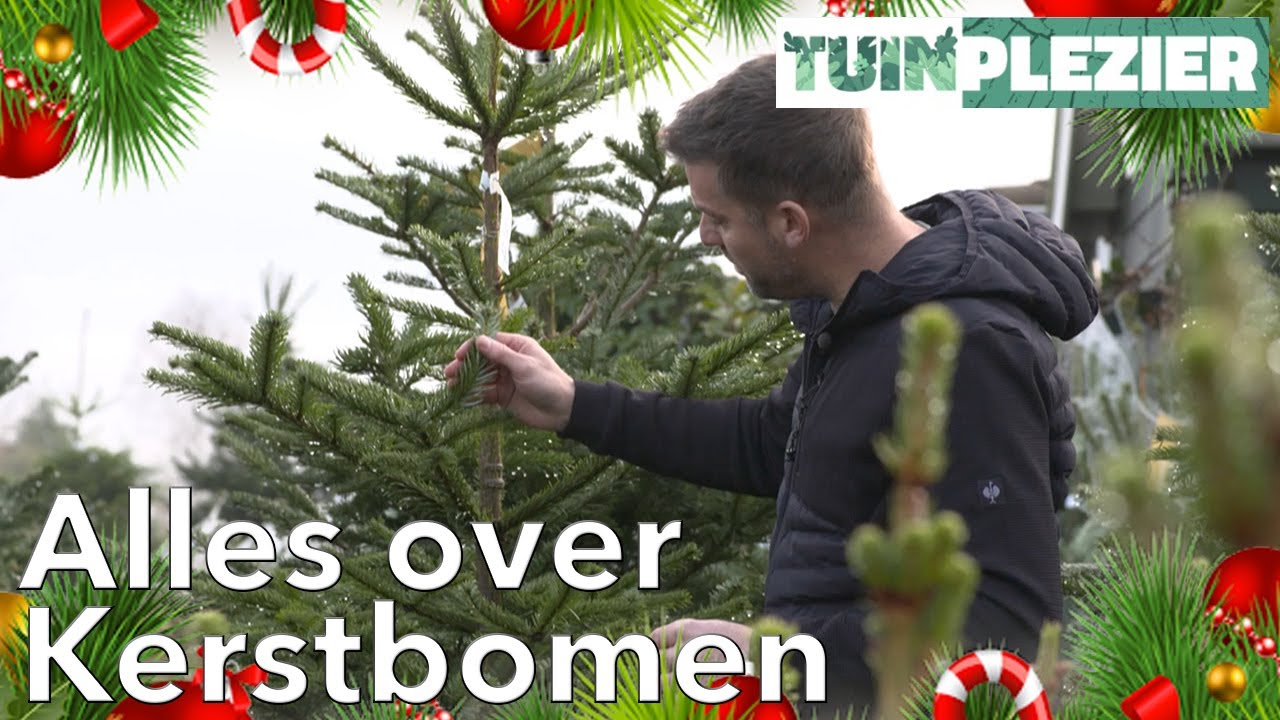 Alles over Kerstbomen! | Uitleg en verzorging | TUINPLEZIER
