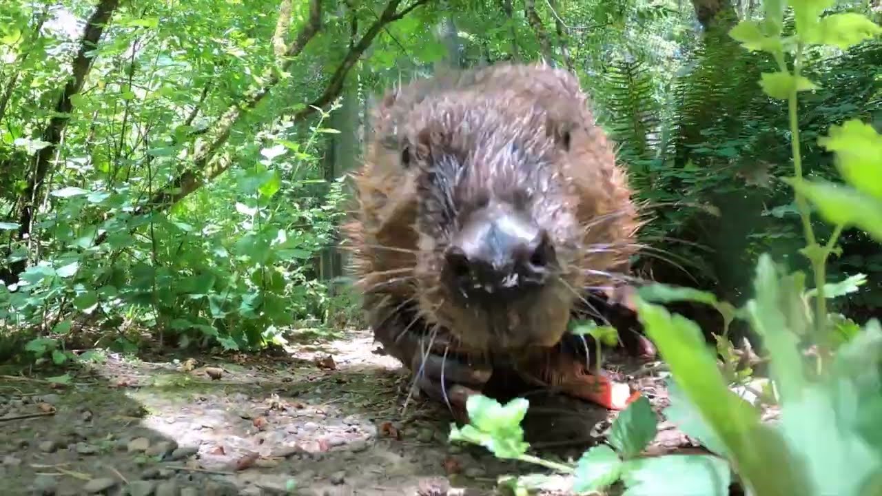 Beloved Beaver Filbert Turns 14 At Oregon Zoo