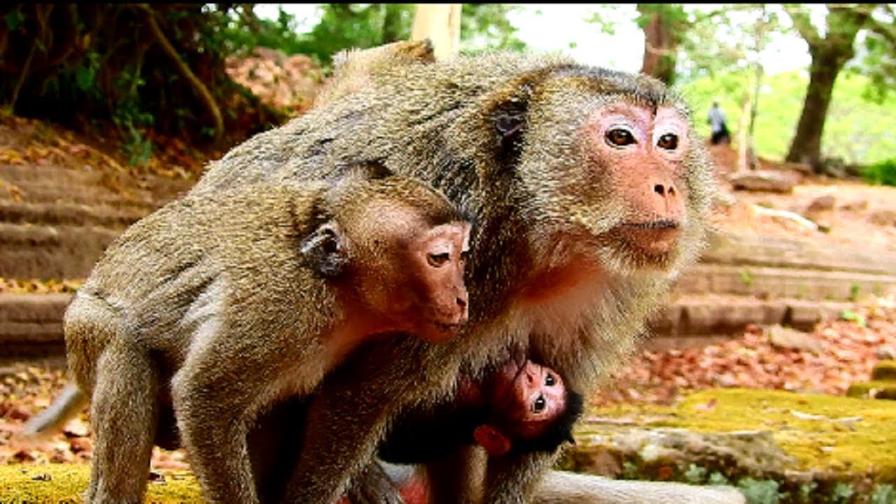 Sherri & Merri angry Orphan Jessie , She bring baby to threaten Jessie,She very afraid ,What happen