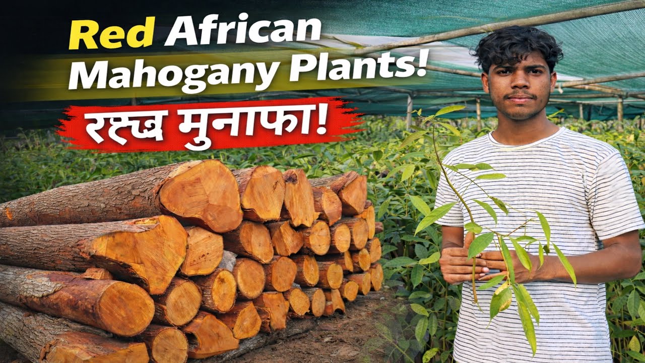 Red African Mahogany Plants |Wholesale Nursery Premium Quality #red#mahagony#plantnursery#viralvideo
