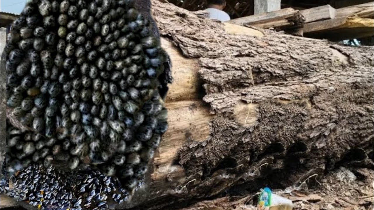This Treasure Has Been in the Forest for Hundreds of Years || Sawmill