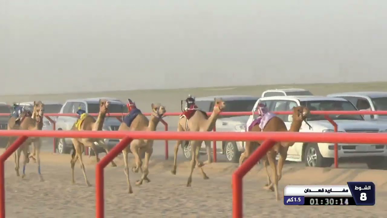 8 الشوط الثامن مفاريد قعدان السبت 28 02 2026
