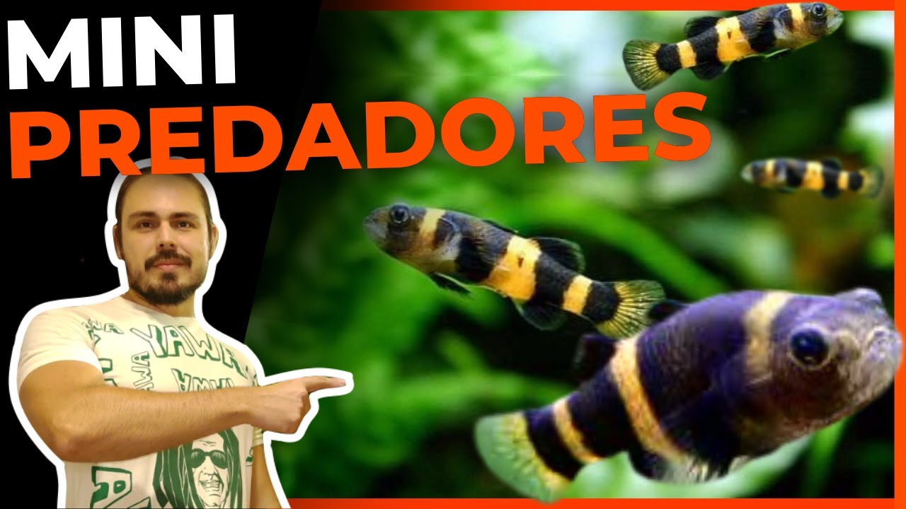 🔴TOP 5 MINI PEIXES PREDADORES PARA AQUÁRIOS |Mr. Betta|