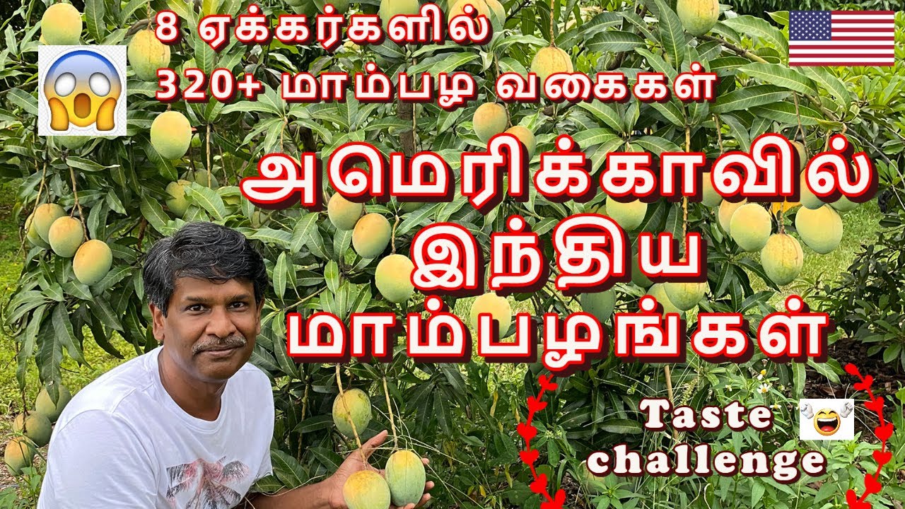🇺🇲 அமெரிக்காவில் இந்திய மாம்பழங்கள் ~ Indian Mangos in Florida ~ Taste challenge