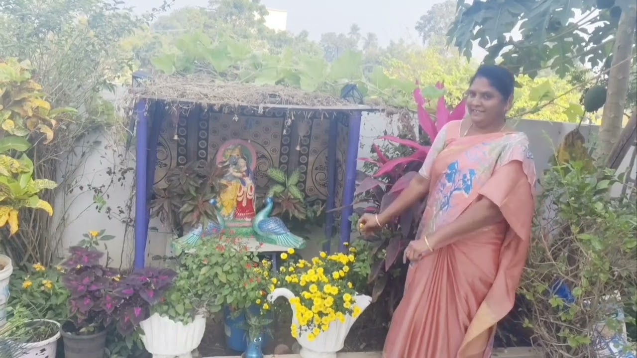 చామంతి పూలు గురించి కొన్ని ముచ్చట్లు మీ తో షేర్ చేసుకోవాలని#ఫ్లవర్స్#గార్డెనింగ్#ప్లాంట్స్ #
