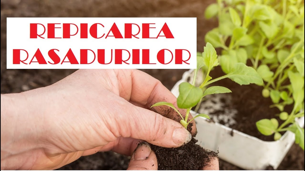 Repicarea răsadurilor/ Transplantarea răsadurilor in vase mai mari. Pașii de urmat 🌱🌱🌱