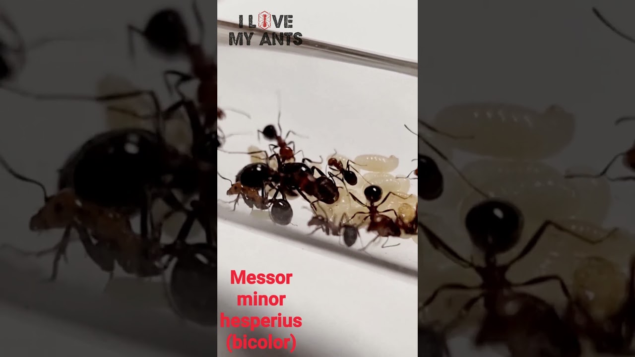 🐜 Messor minor hesperius bicolor, Canary Islands