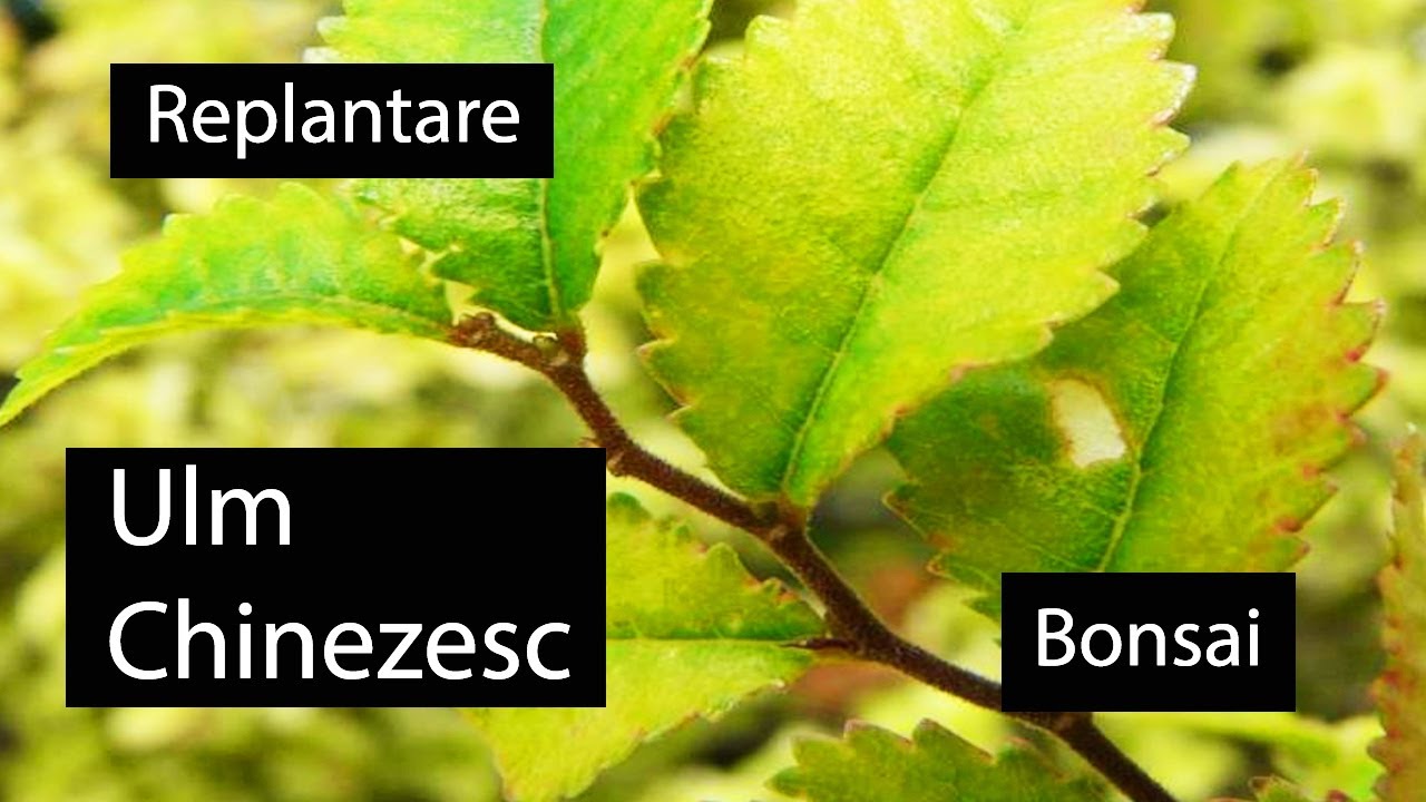 Replantare 🌱 Ulm Chinezesc Bonsai | ian 2021 - Replantare #13