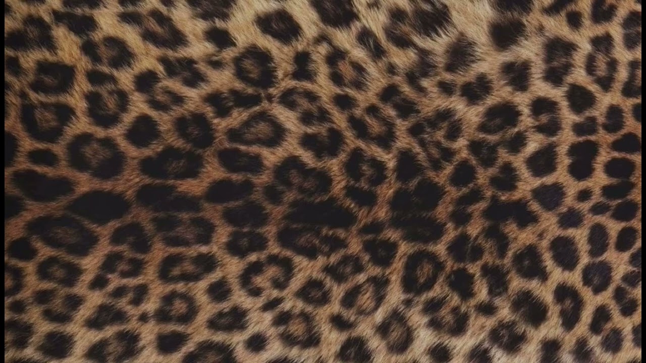 leopard background