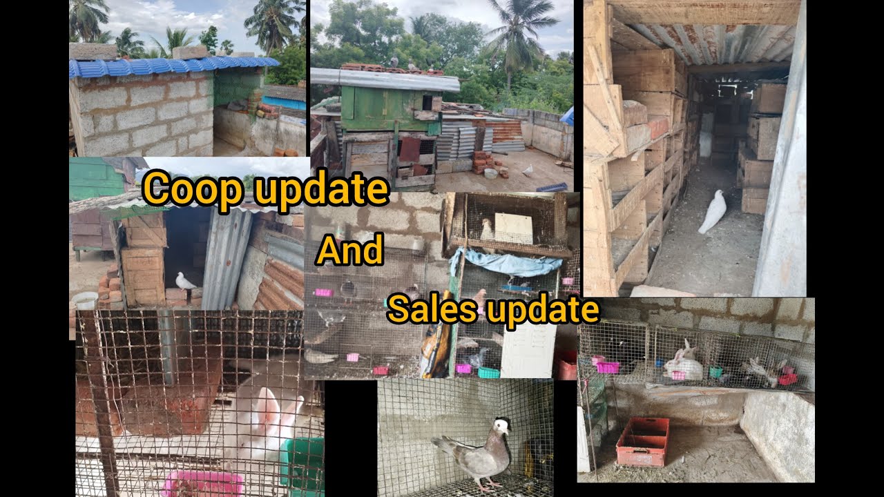 Coop update and sales update 💥🕊️ Tirunelveli ☎️cont :6379909242 #trendingvideo #pigeonsale #shorts