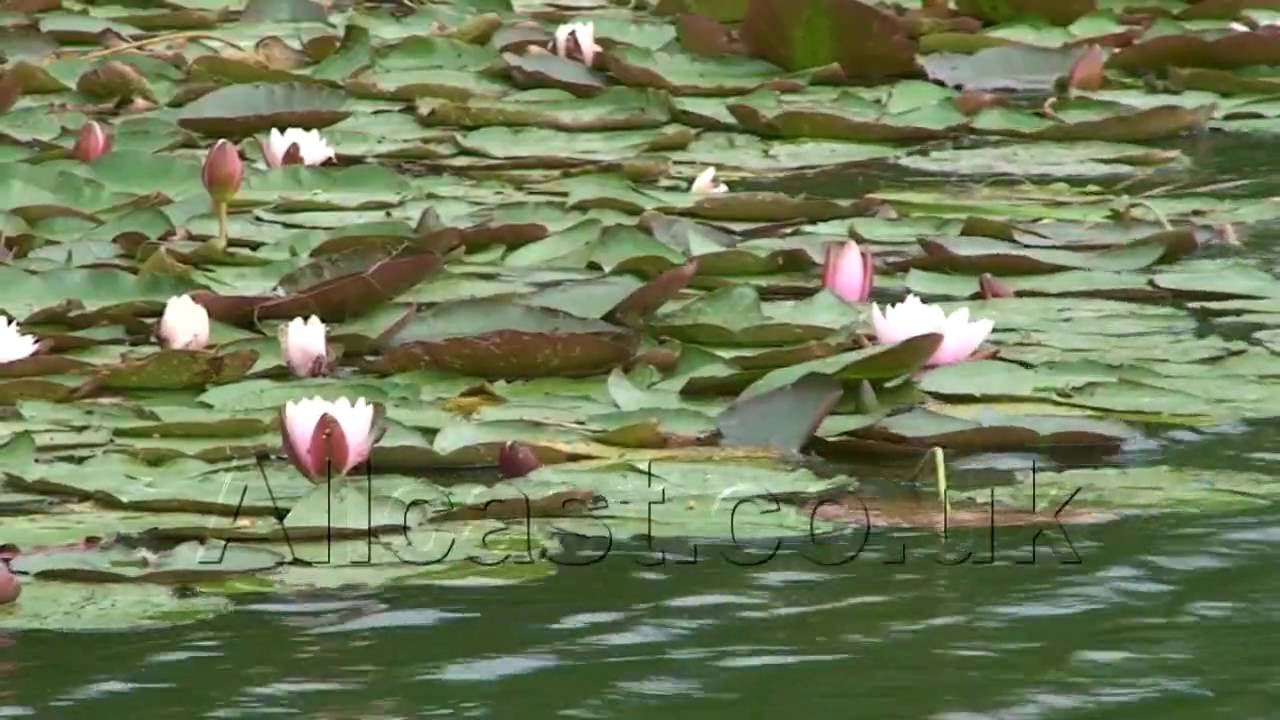 Stock Footage Lily Pond 2, Lily Pad, Tranquil,Nature
