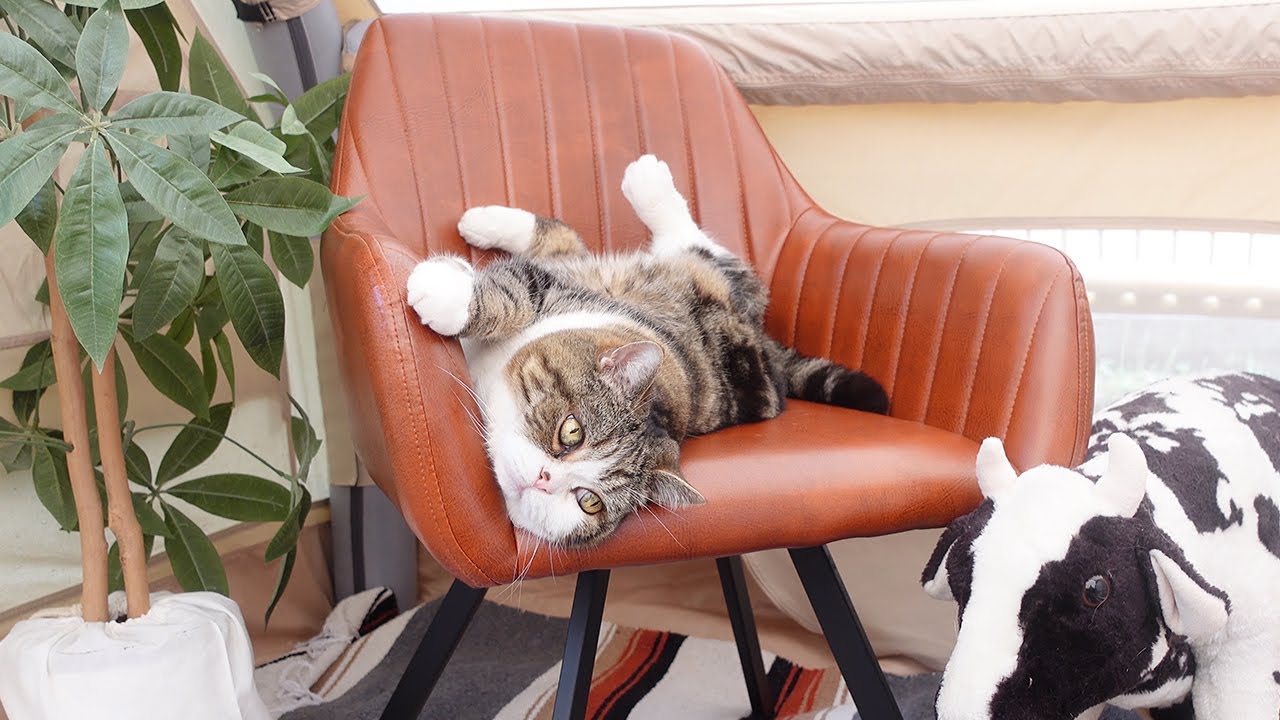 テントでのんびりと過ごすねこ。-Cats spend a relaxing time in the tent.-