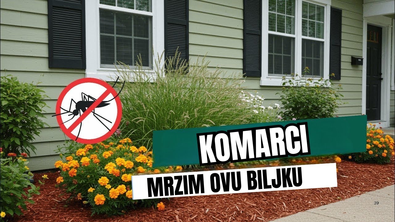 Stavi Ovih 10 Biljaka U Svoje Dvorište I Komarci Će Odmah Pobjeći