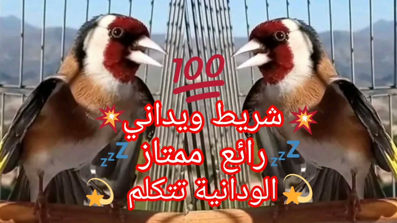 شريط ويداني ممتاز ورائع 💥لتلقين فراخ الحسون والهجين 💫تحياتي لجميع المواليع 💫الويدانية تتكلم 💯