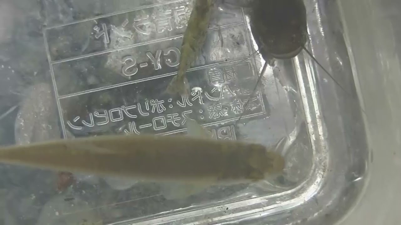 【ガサガサ漁】水たまりでやっちゃうよ！！