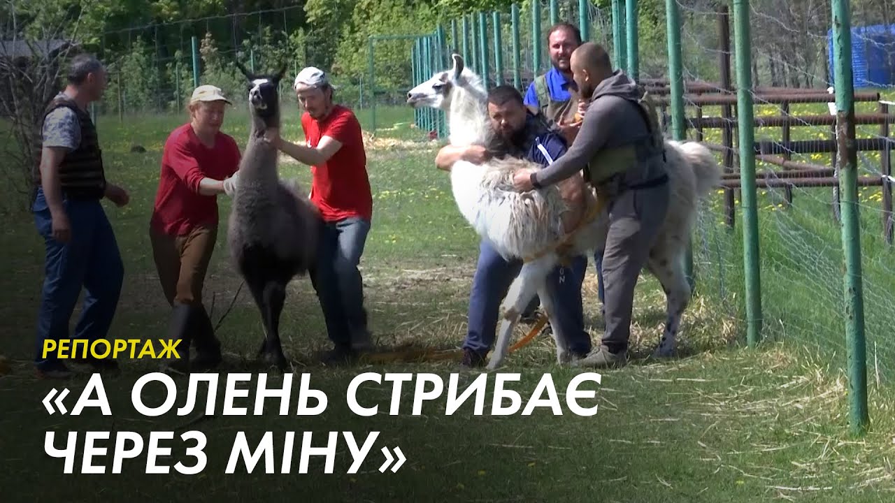 Під обстрілами евакуюють тварин з харківського екопарку – репортаж Суспільного